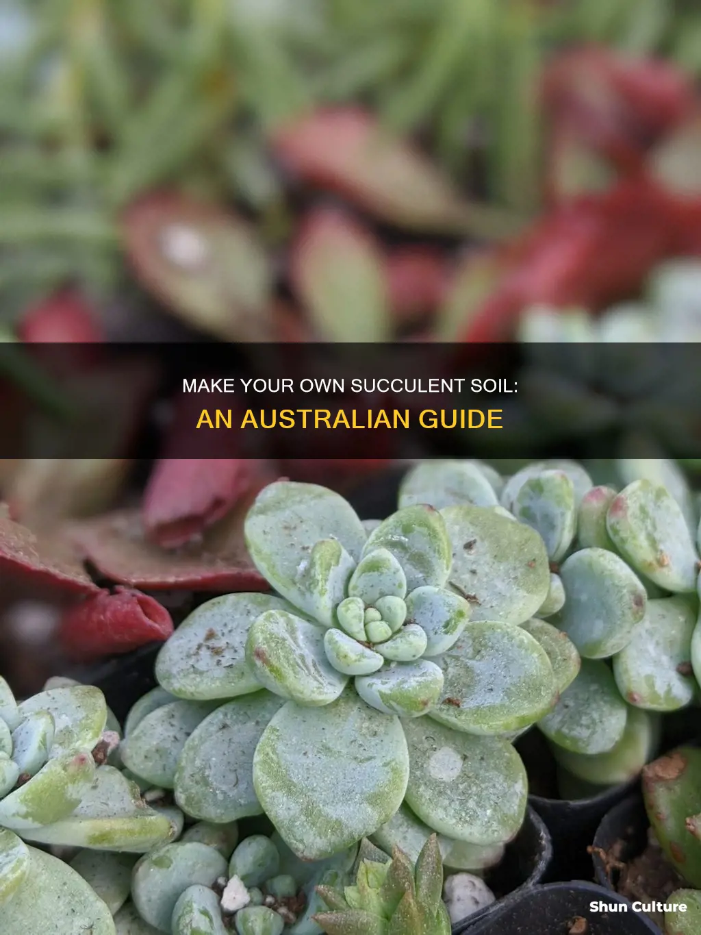 how to make succulent soil australia