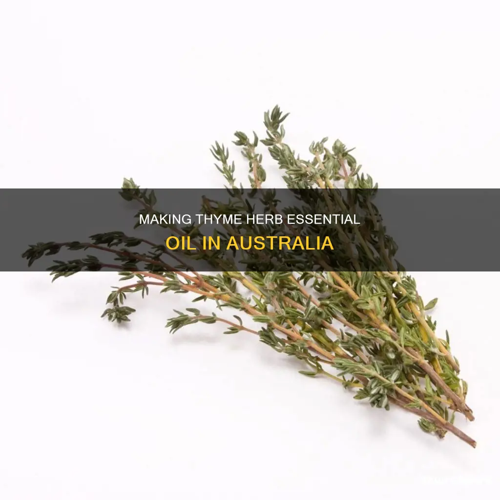 how to make tyme herb essential oil australia