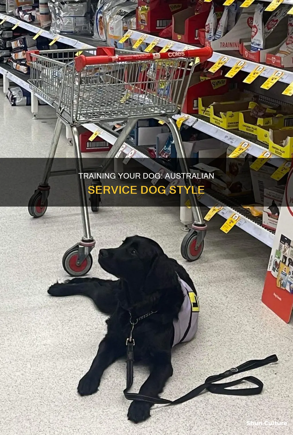 how to make your dog a service dog australia