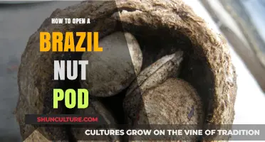 Mastering the Art of Cracking Brazil Nut Pods: A Step-by-Step Guide
