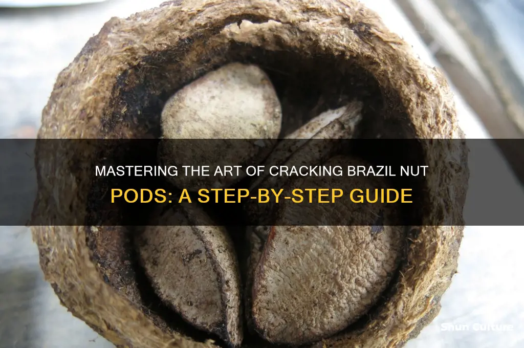 how to open a brazil nut pod