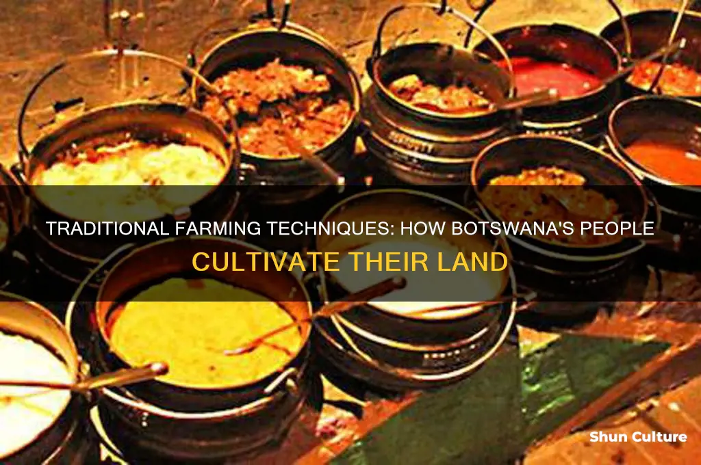 how to people of botswana cultivate their land