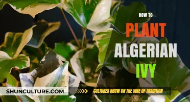 Planting Algerian Ivy: A Step-by-Step Guide for Lush Greenery