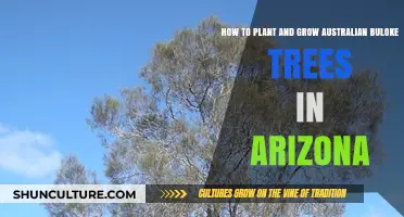 Planting Bulokes: An Aussie Tree in Arizona's Desert