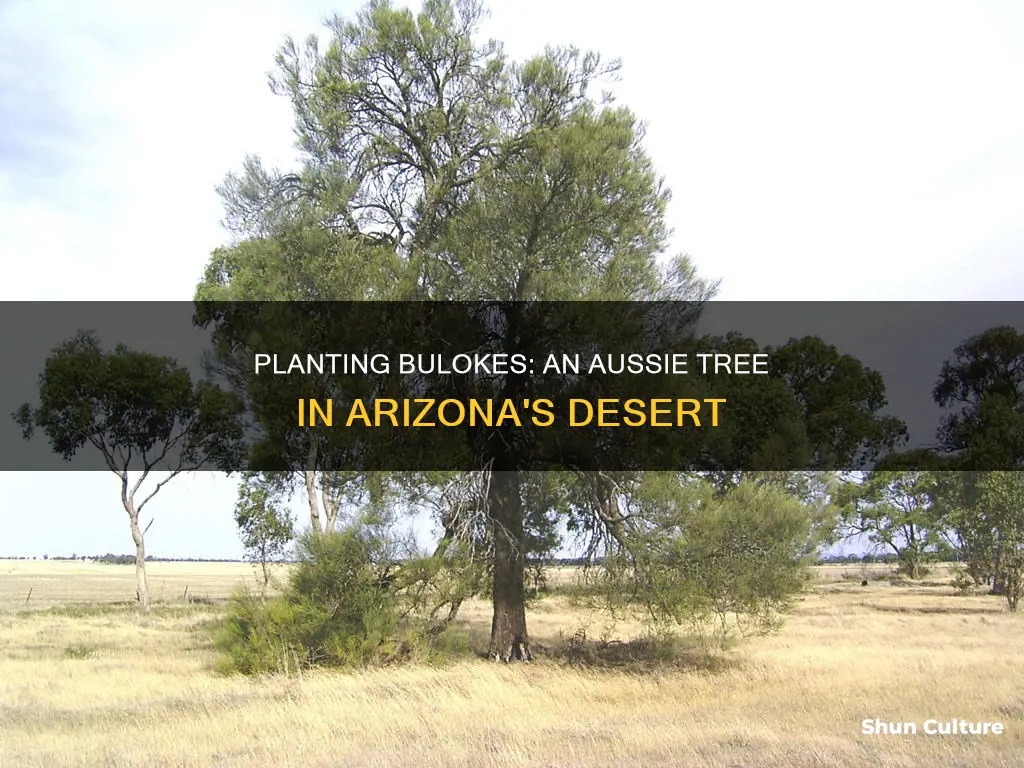 how to plant and grow australian buloke trees in Arizona
