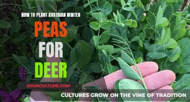 Deer-Resistant Austrian Winter Peas: Planting Tips for a Thriving Garden