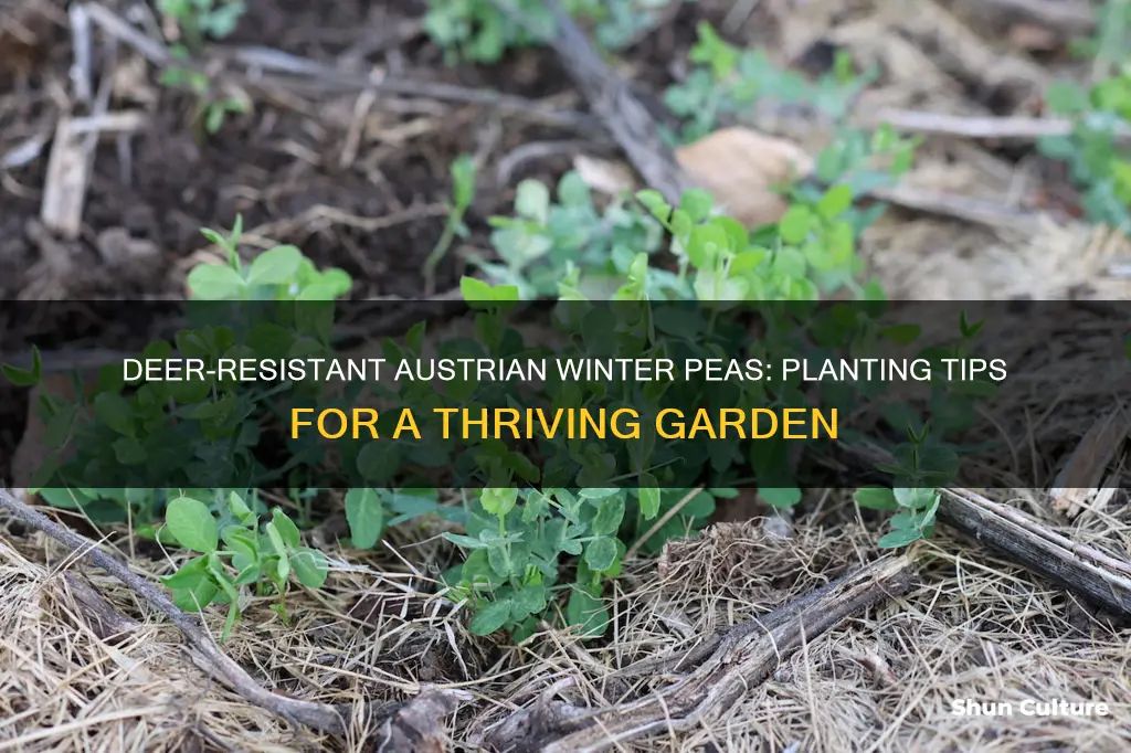 how to plant austrian winter peas for deer