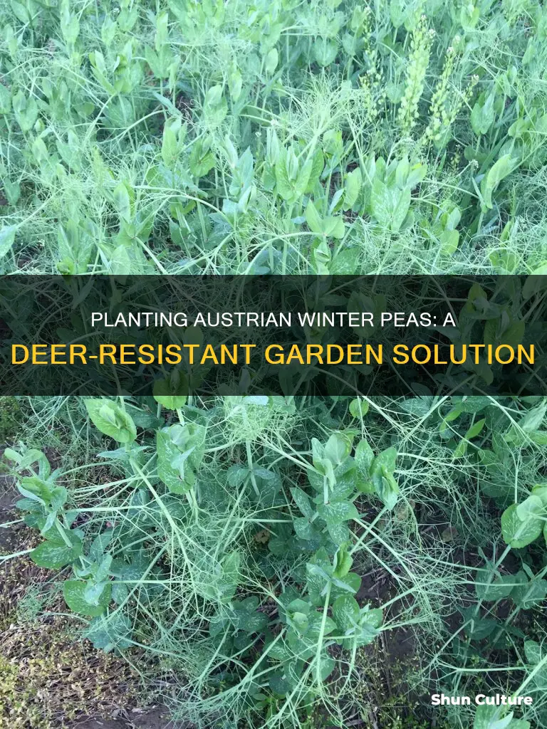how to plant austrian winter peas for deer