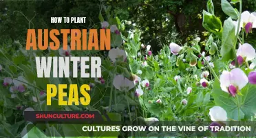 Planting Austrian Winter Peas: A Step-by-Step Guide