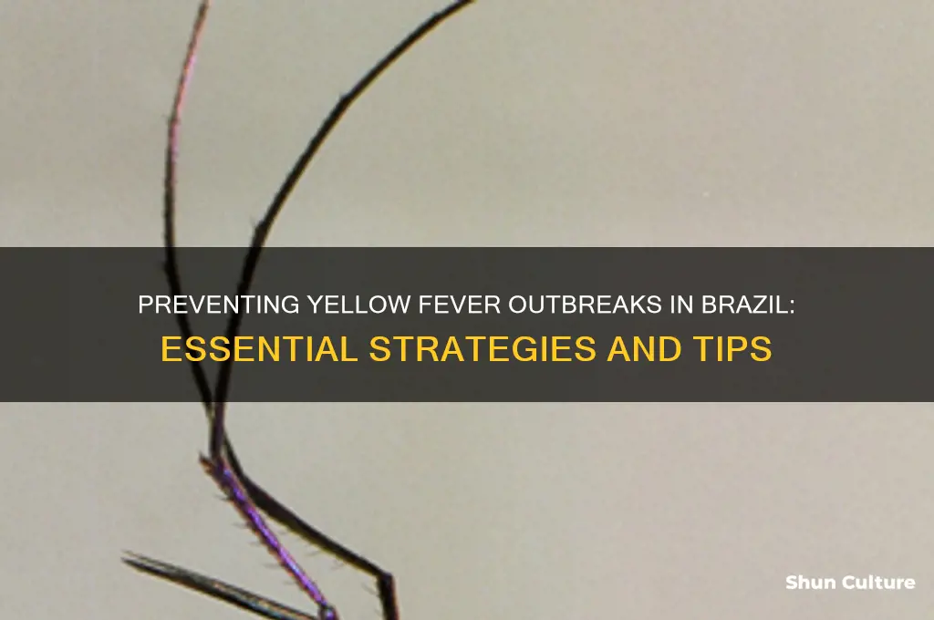 how to prevent yellow fever outbreak brazil