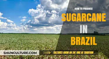 Mastering Sugarcane Production: A Comprehensive Guide to Brazilian Farming