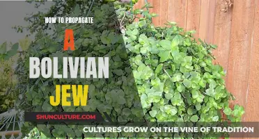 Propagating a Bolivian Jew: A Step-by-Step Guide to Success