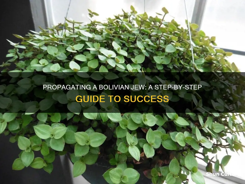 how to propagate a bolivian jew