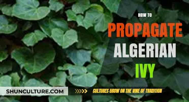 Propagating Algerian Ivy: Simple Steps for Successful Growth and Expansion