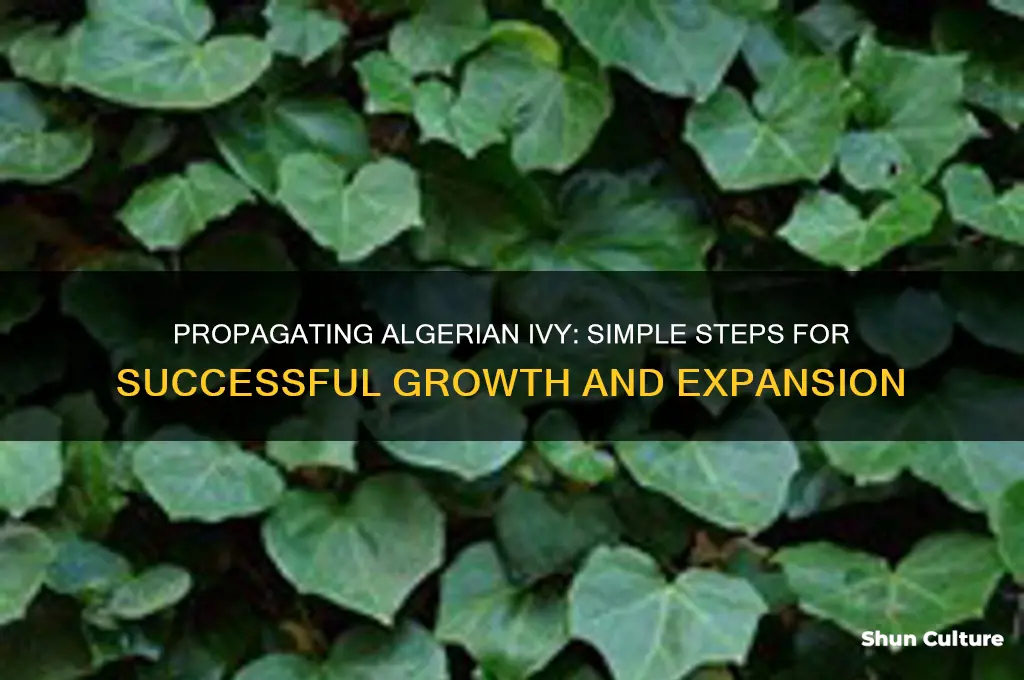 how to propagate algerian ivy