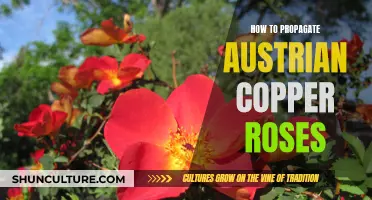 Unleash the Beauty: Propagating Austrian Copper Roses: A Step-by-Step Guide