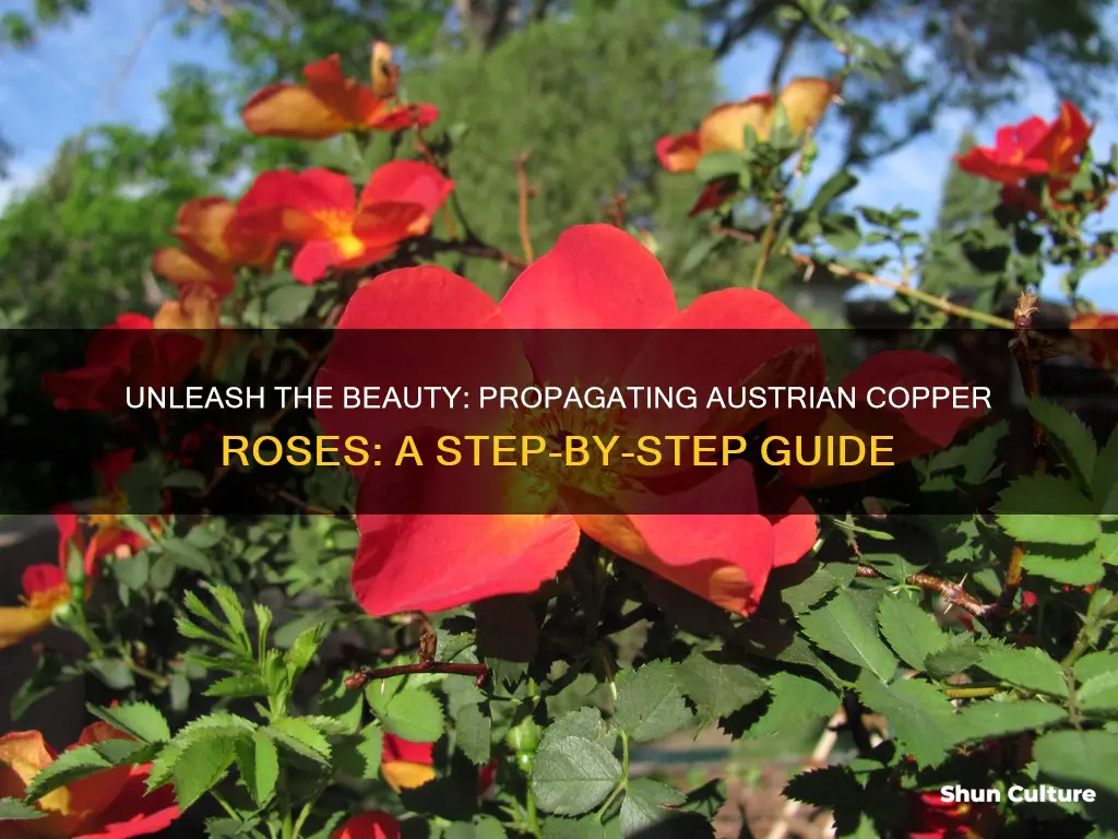 how to propagate austrian copper roses