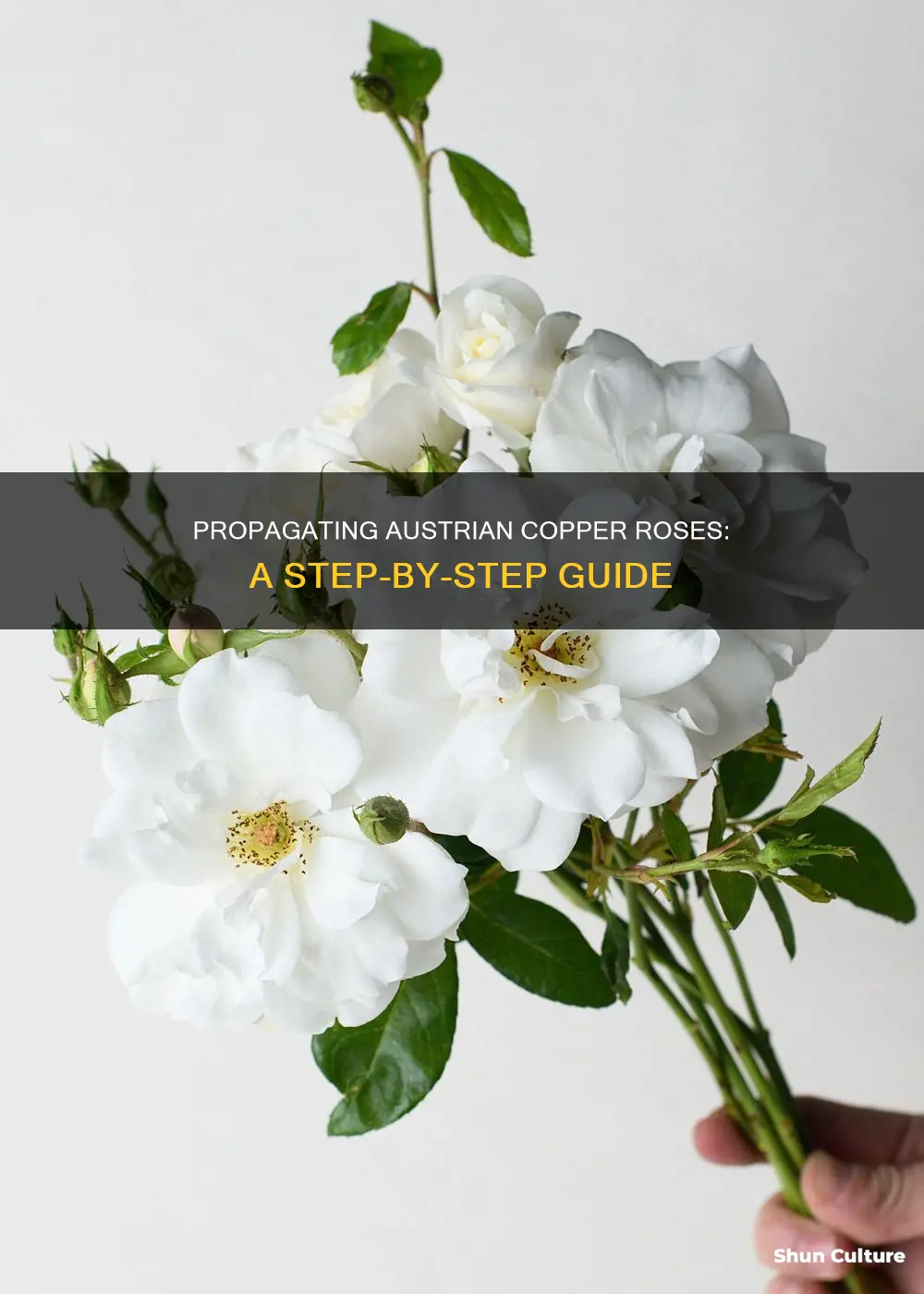 how to propagate austrian copper roses