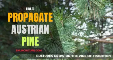 Mastering Pine Propagation: Tips for Growing Austrian Pine