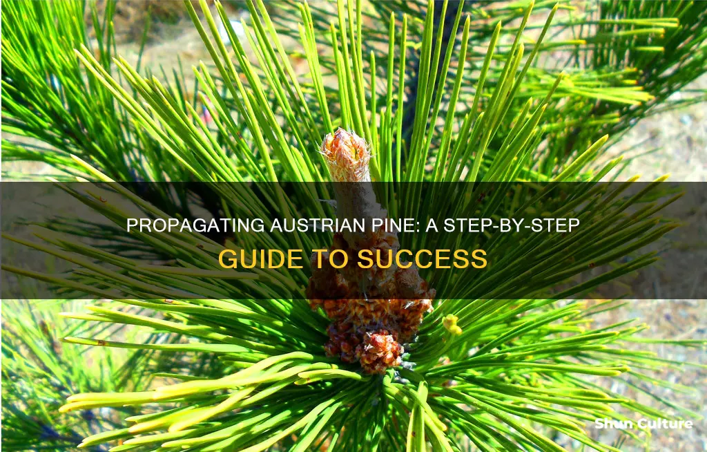 how to propagate austrian pine