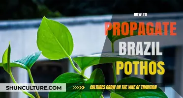 Easy Propagation Guide for Your Brazil Pothos Houseplant Success