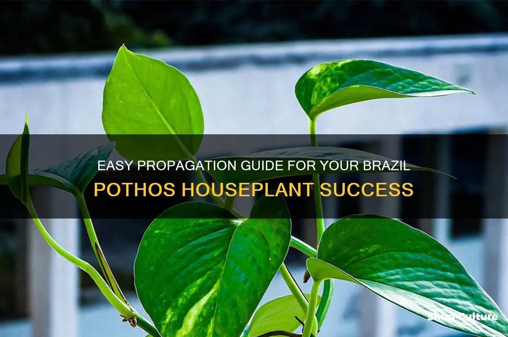 how to propagate brazil pothos