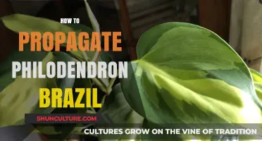 Easy Steps to Propagate Your Philodendron Brazil Successfully at Home