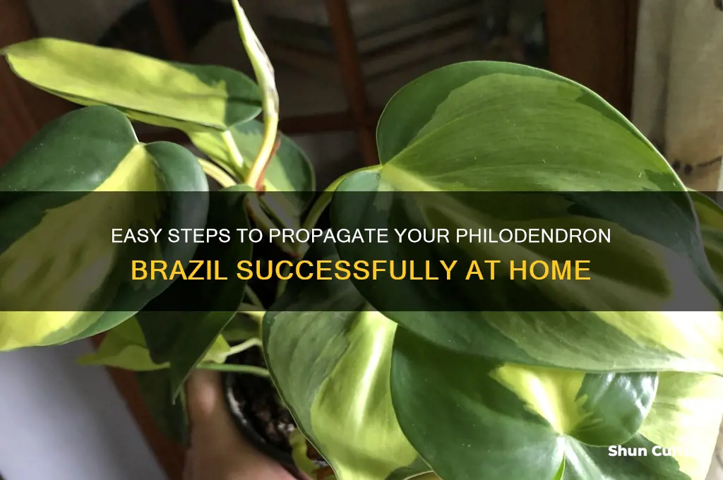how to propagate philodendron brazil