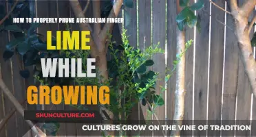 Pruning Australian Finger Limes: Tips for Healthy Growth
