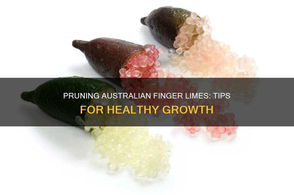 how to properly prune australian finger lime while growing