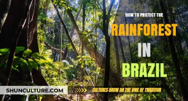 Preserving Brazil's Rainforests: Sustainable Strategies for Conservation and Protection