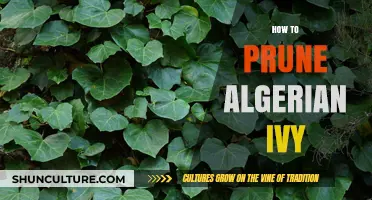 Pruning Algerian Ivy: Essential Tips for Healthy Growth and Maintenance