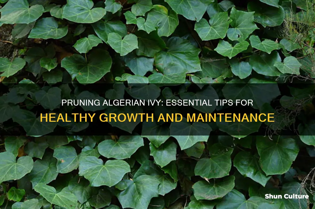 how to prune algerian ivy