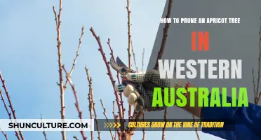 Pruning Apricot Trees: Western Australia's Guide