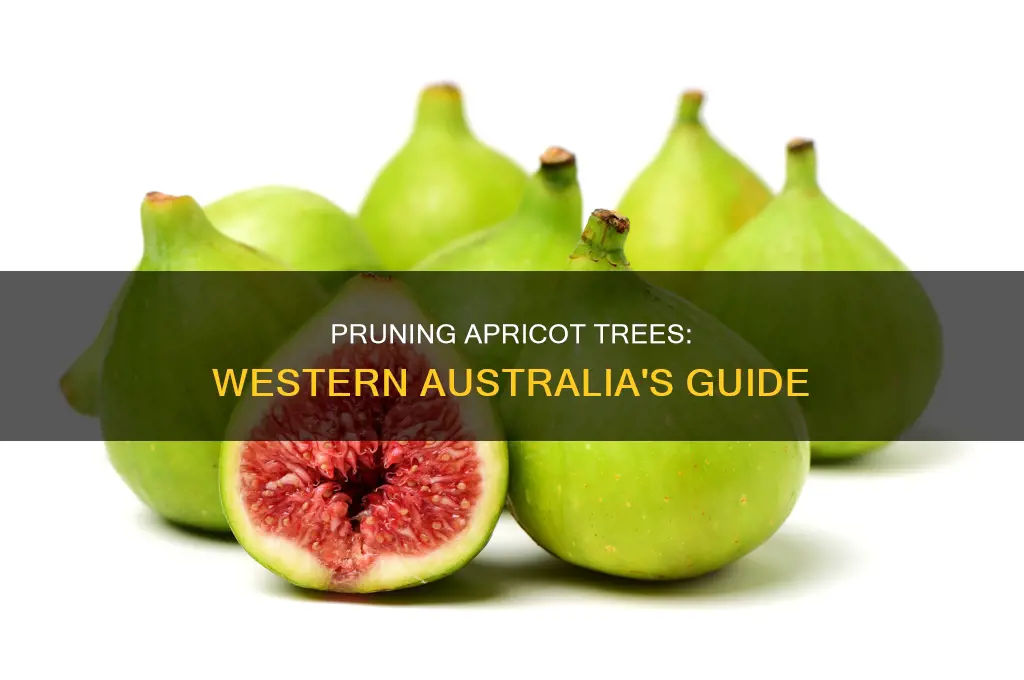 how to prune an apricot tree in western australia