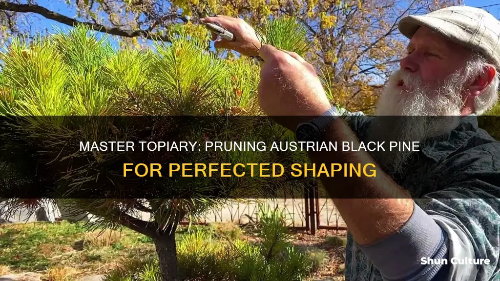 how to prune an austrian black pine tree for topiary