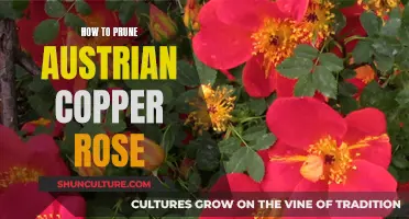 Mastering Rose Pruning: Tips for Austrian Copper's Lush Growth