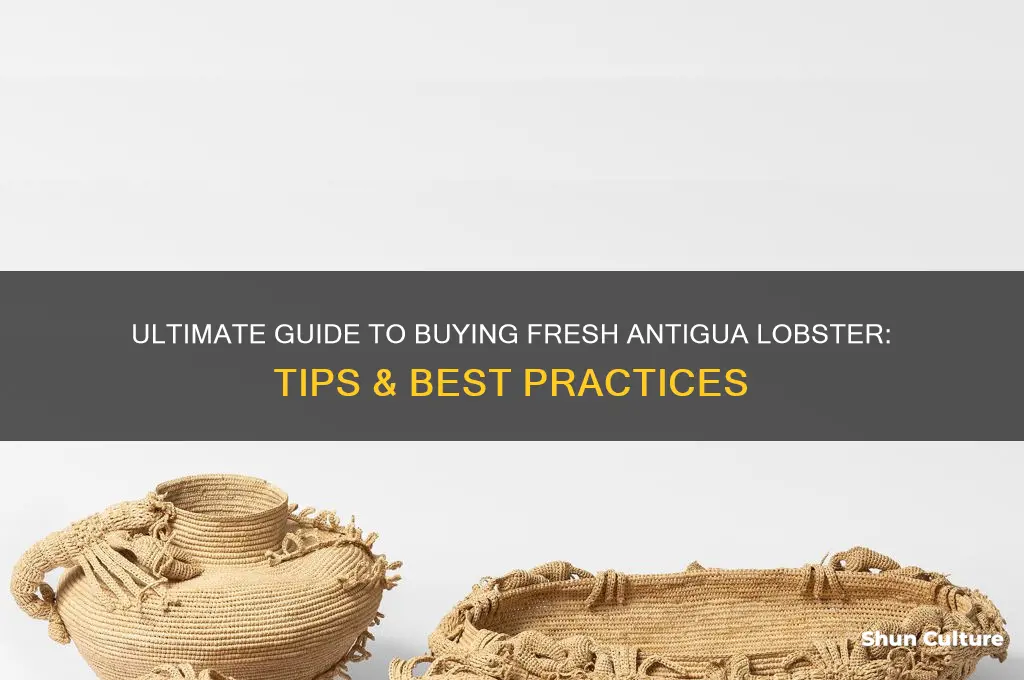 how to purchase antigua lobster