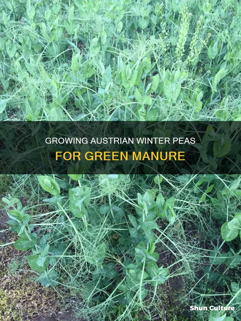 how to raise austrian winter peas for green manure