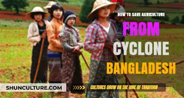 Protecting Bangladesh's Agriculture: Strategies to Mitigate Cyclone Damage