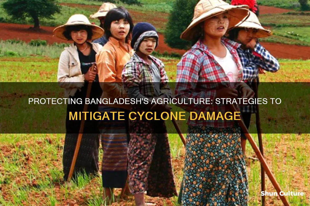 how to save agriculture from cyclone bangladesh