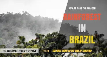Protecting Brazil's Amazon Rainforest: Sustainable Strategies for Conservation and Survival