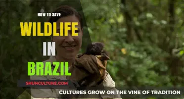 Protecting Brazil's Wildlife: Essential Steps for Conservation and Preservation