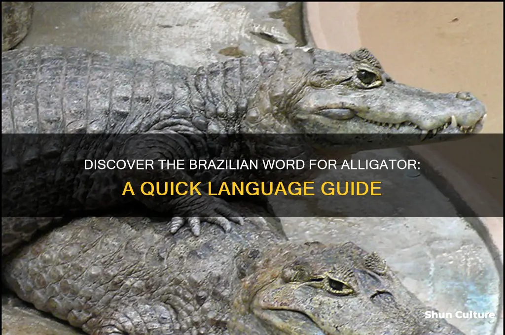 how to say alligator in brazil
