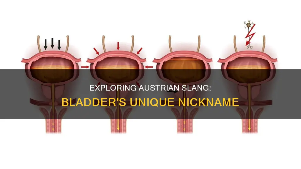 how to say bladder in austria