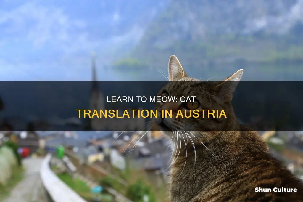 how to say cat in austria