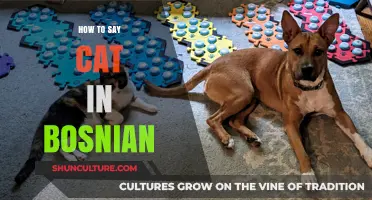 Learn Bosnian: How to Say 'Cat' and Other Pet Names Easily