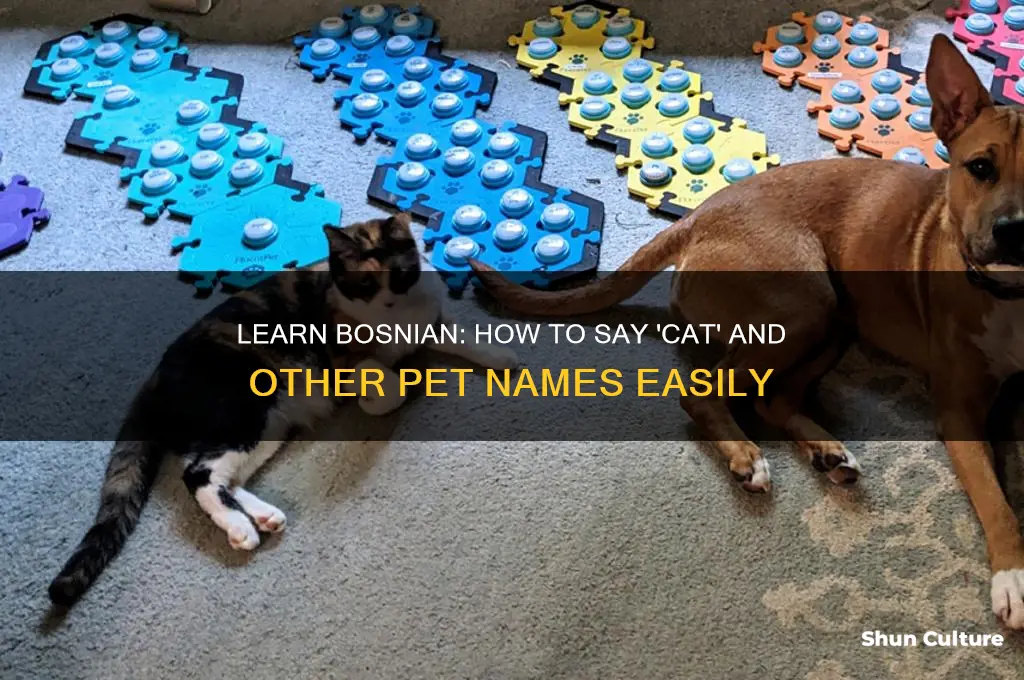 how to say cat in bosnian