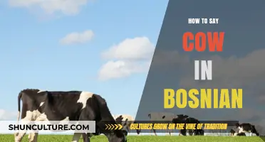 Learn Bosnian Vocabulary: How to Say 'Cow' in Bosnian Language