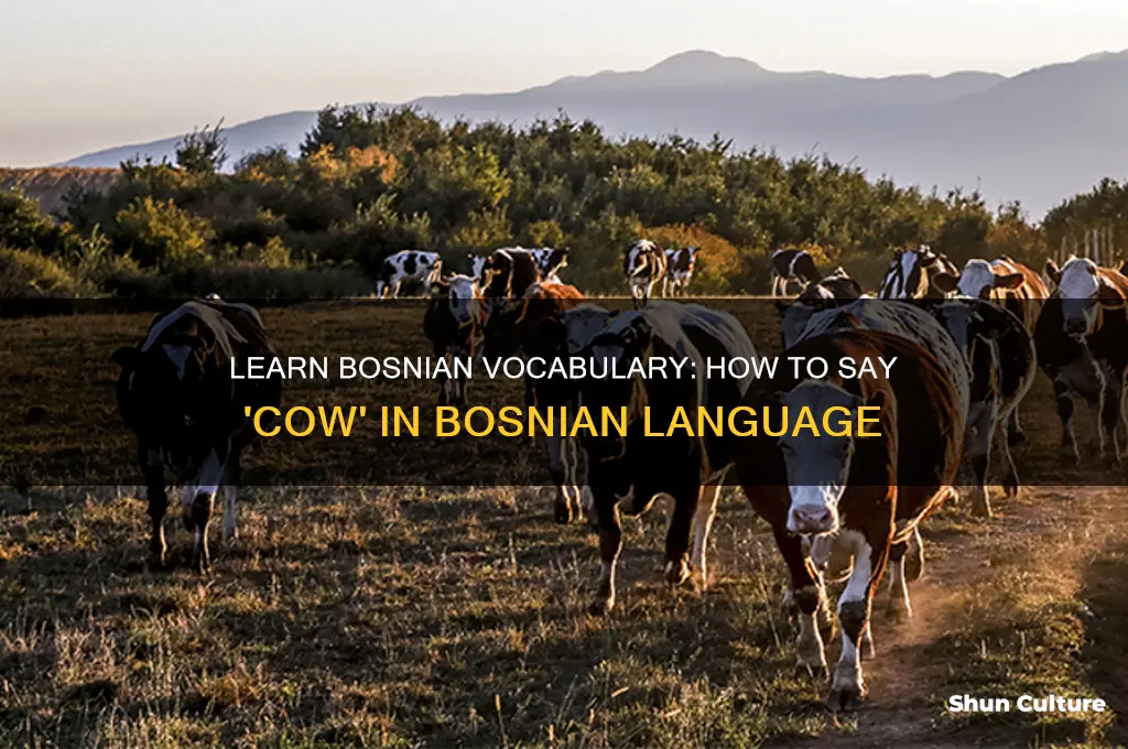 how to say cow in bosnian